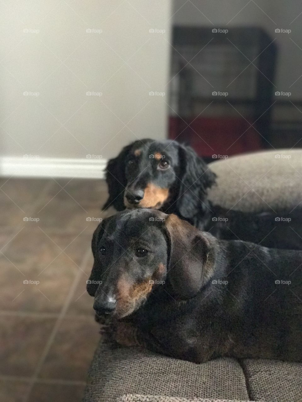 Our sweet boys 💕 #dachshund