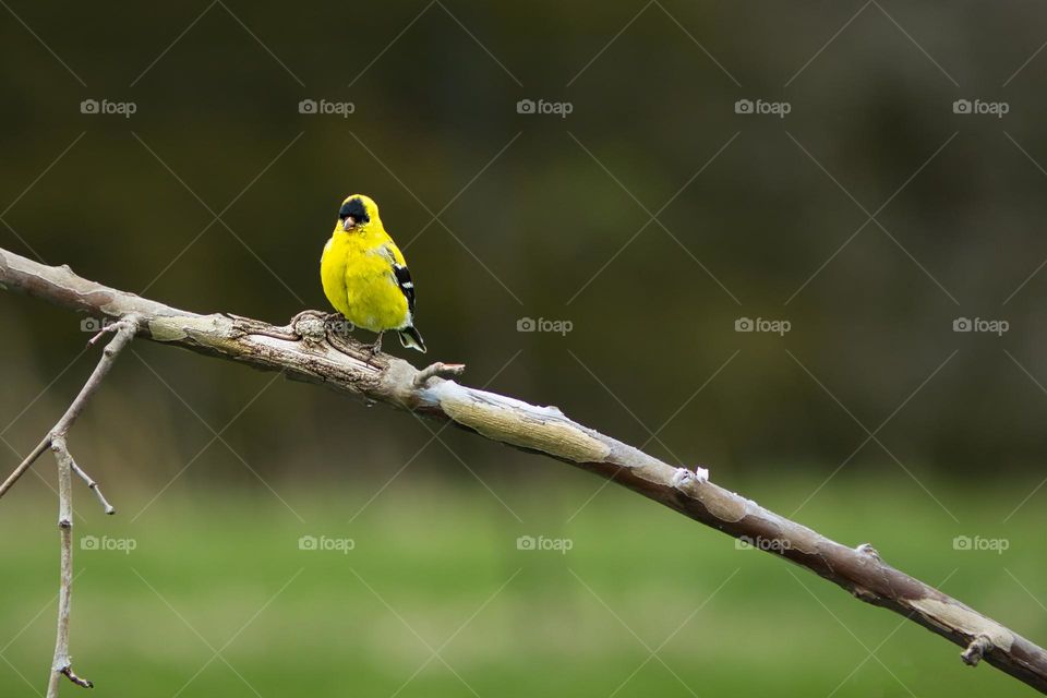 American goldfinch 