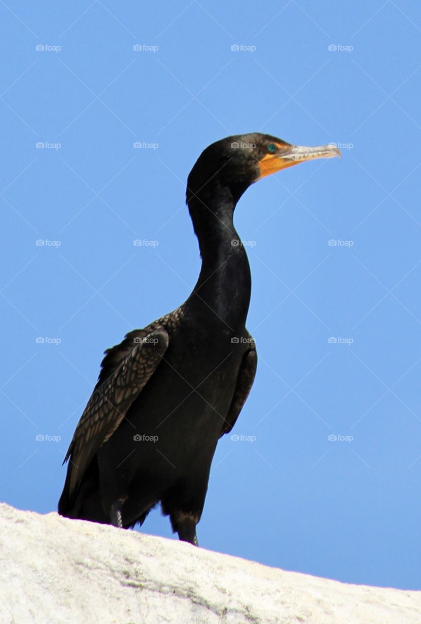 Cormorant 