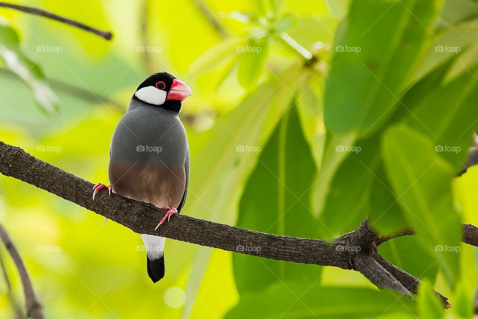 Java Sparrow 