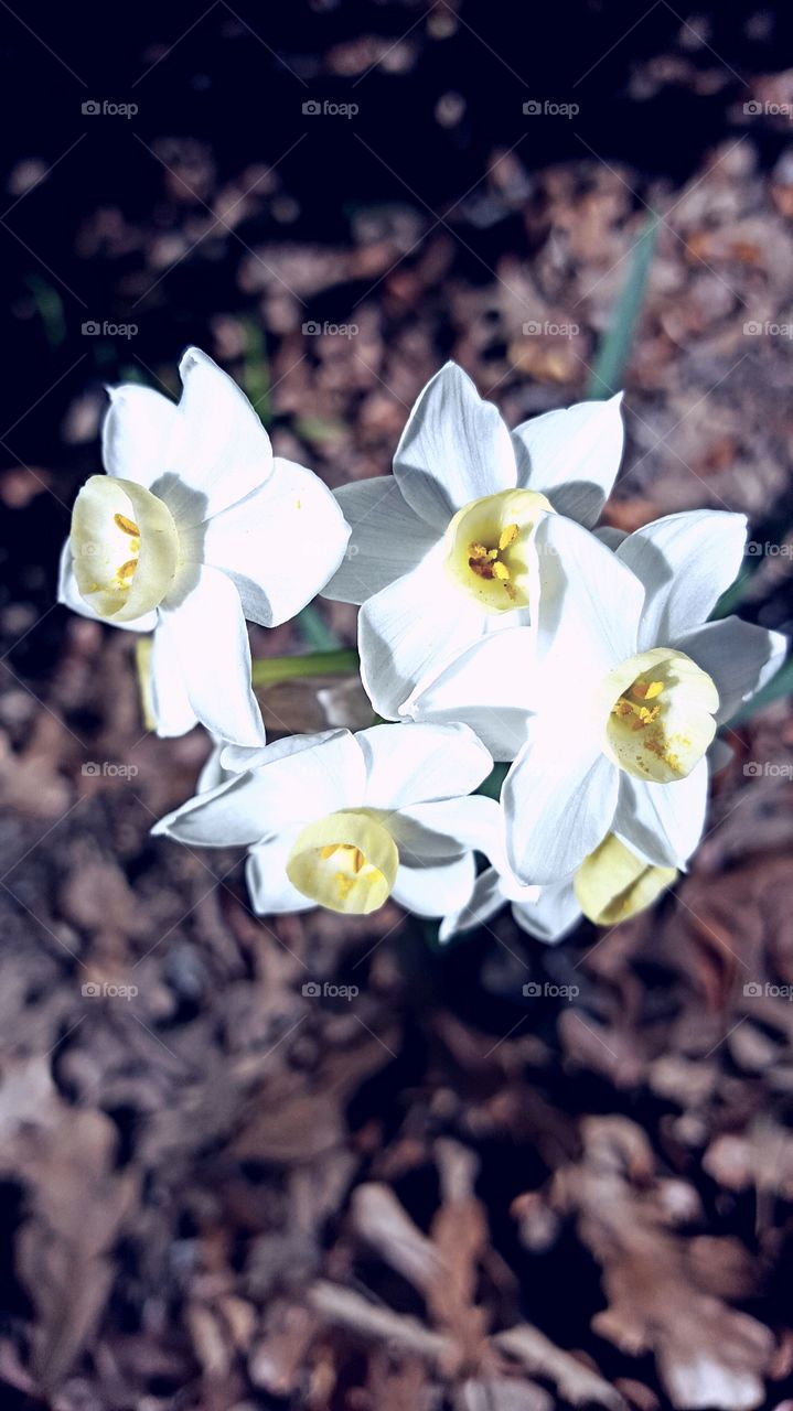 White flowers blooming in the evening sun.