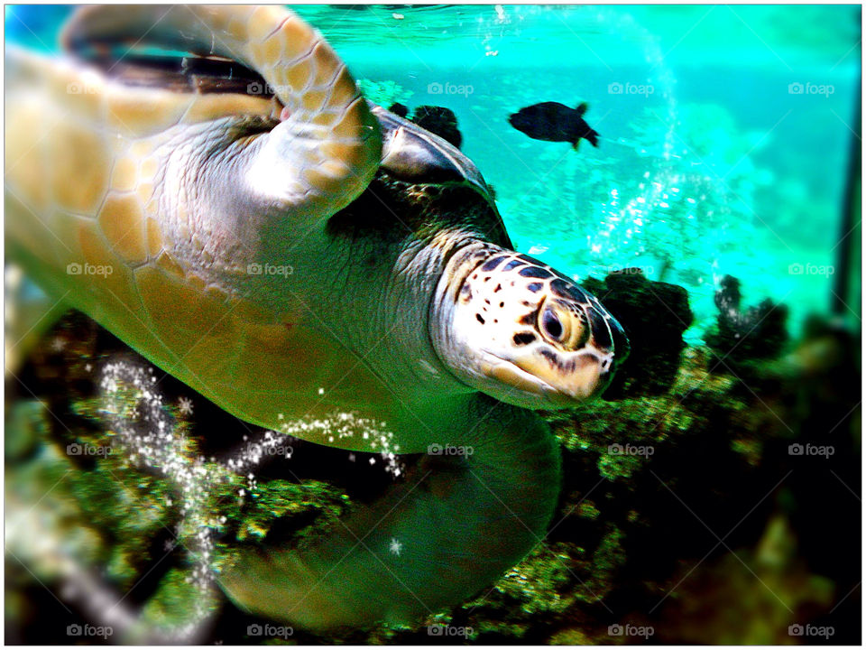 beach ocean fish animal by krispett