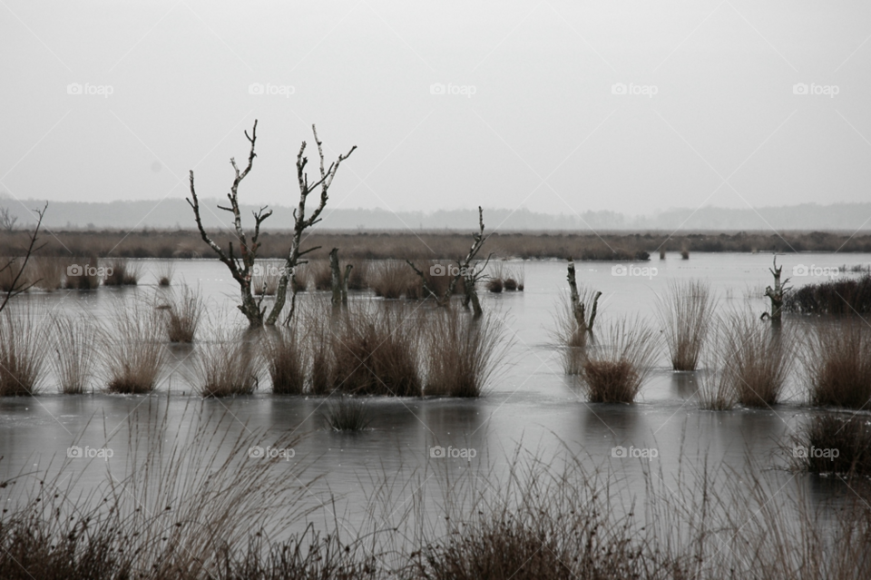 fochteloërveen winter desolate swamp by ibphotography