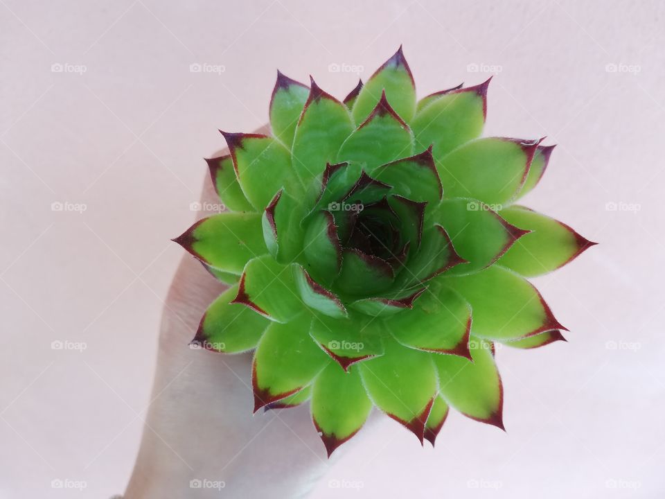 Frame the subject: succulent plant in the foreground