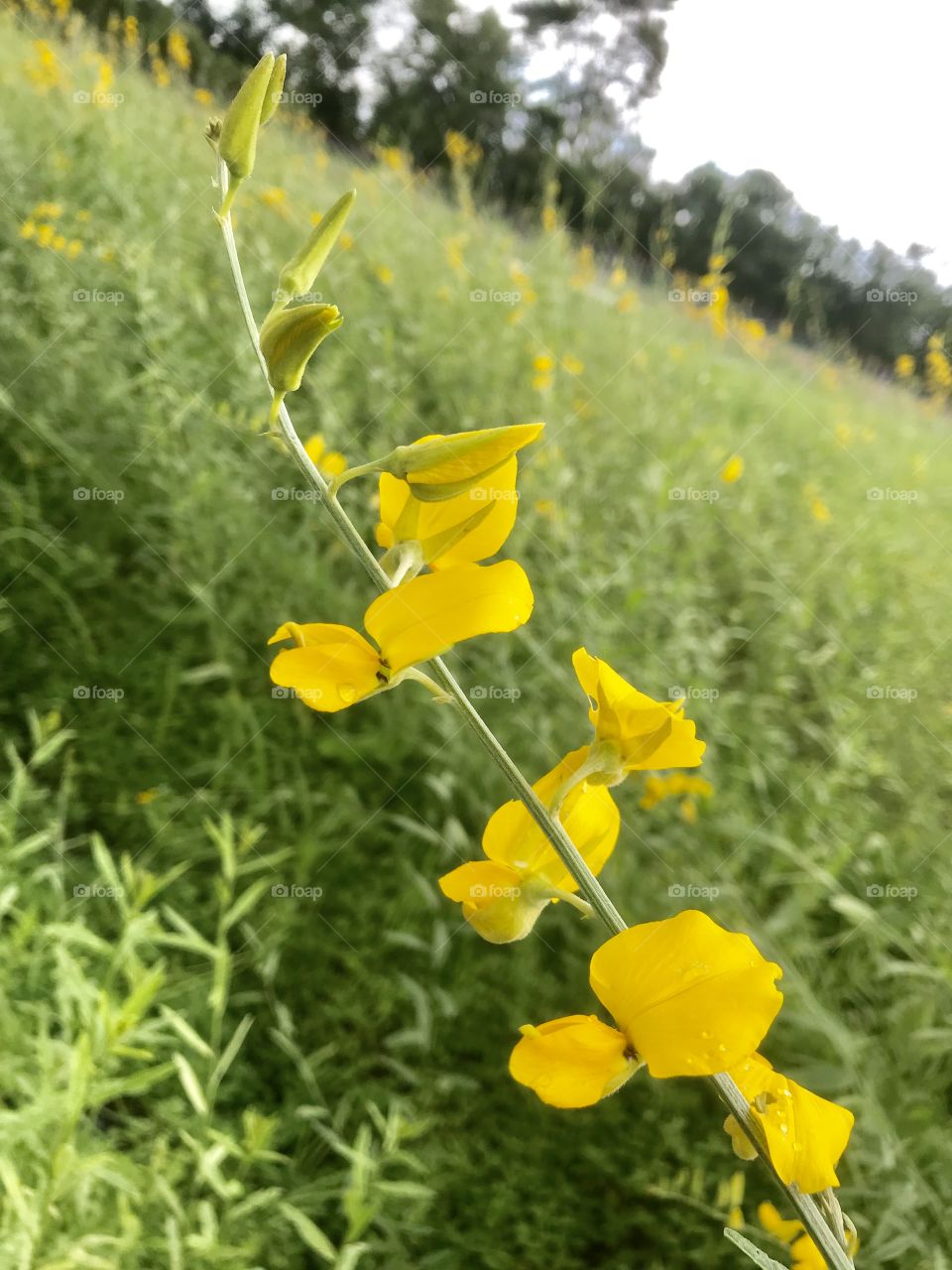  Crotalaria juncea L.