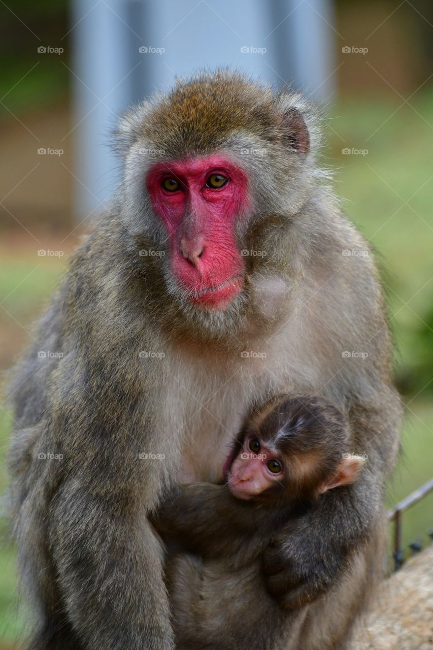 Macaque with baby