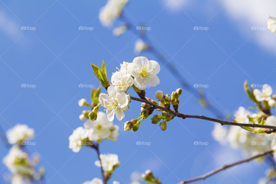 Spring flowering of trees and flowers on a sunny day in spring.