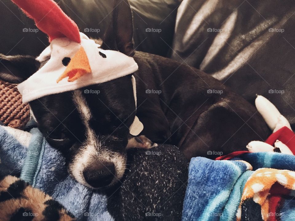 Cute dog in chicken costume
