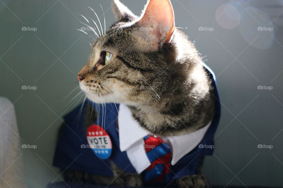 Cat in a costume gazing out on a sunny afternoon 