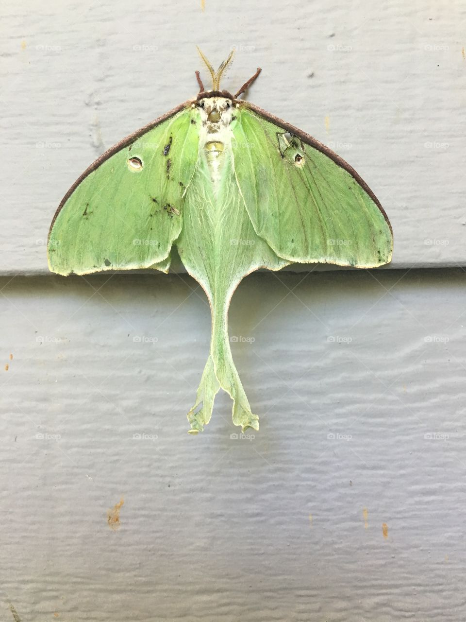 Cool moth / flying bug