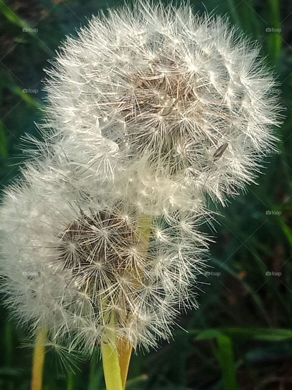 Dandelion's