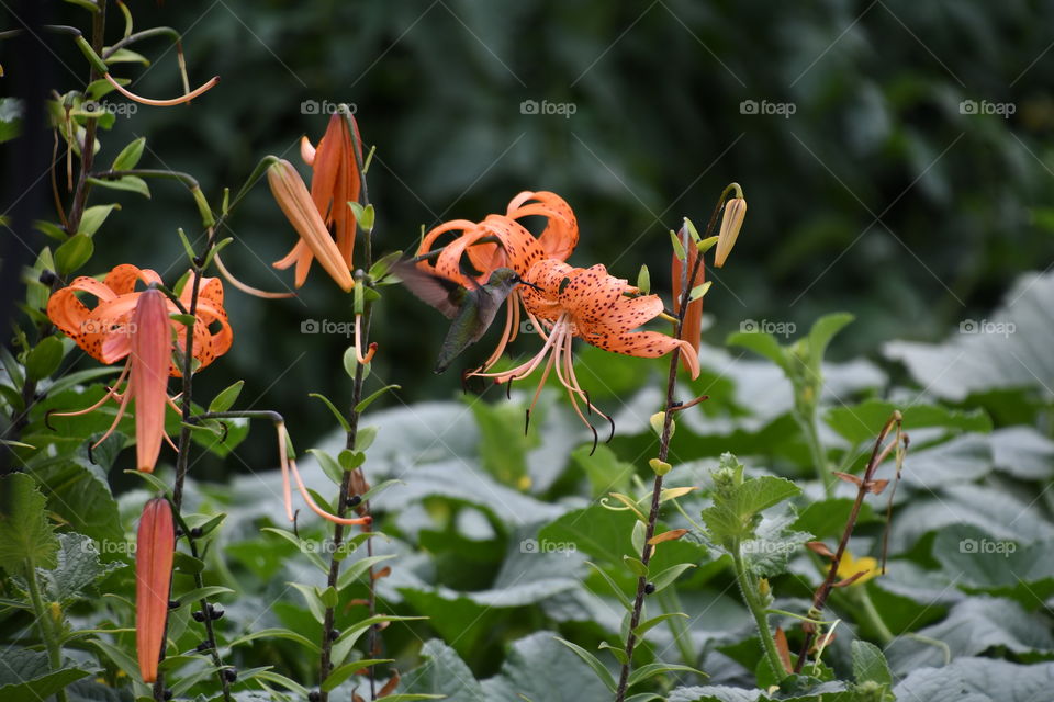 hummingbird side