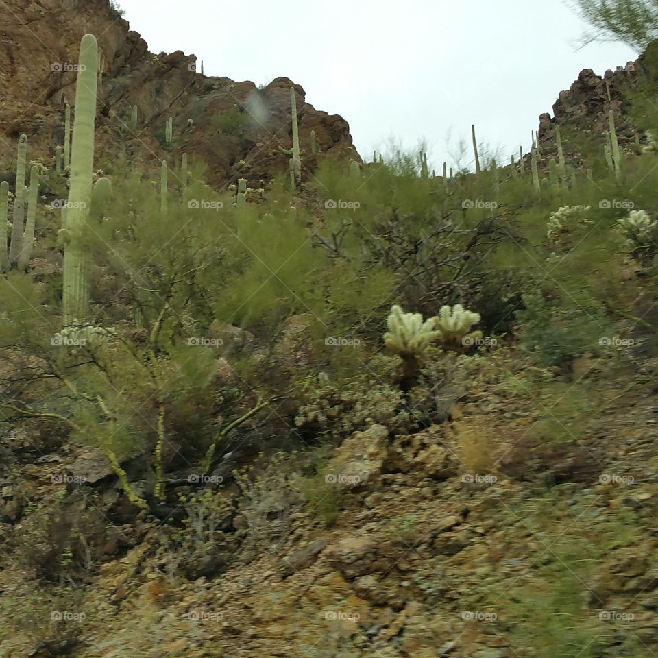 Tucson landscape