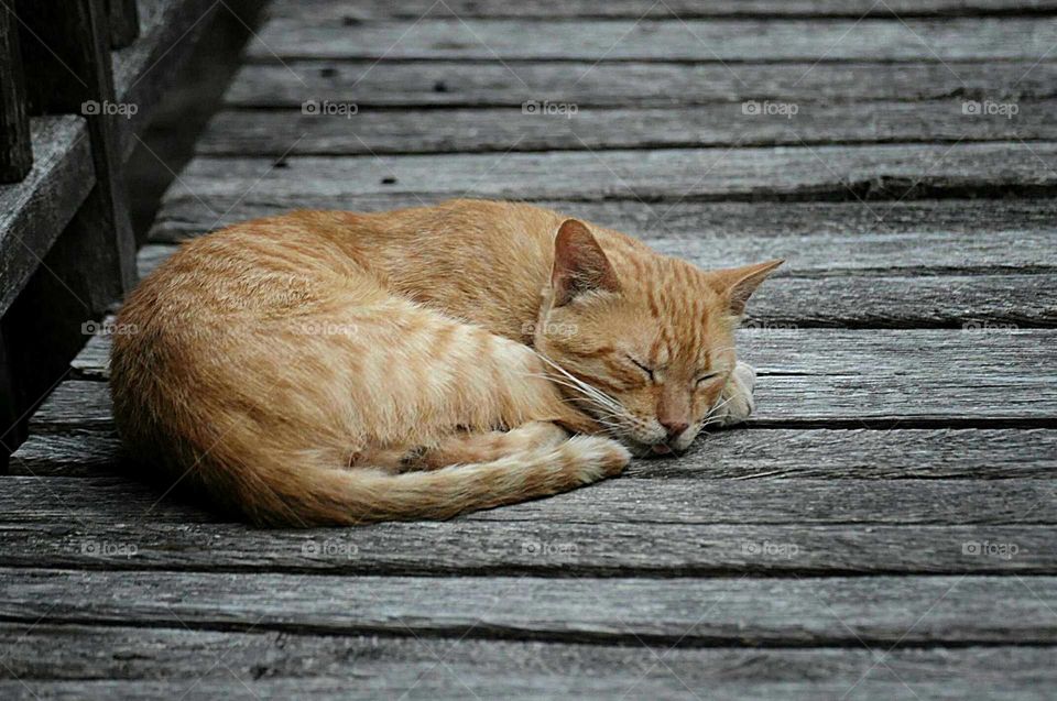 sleeping red cat