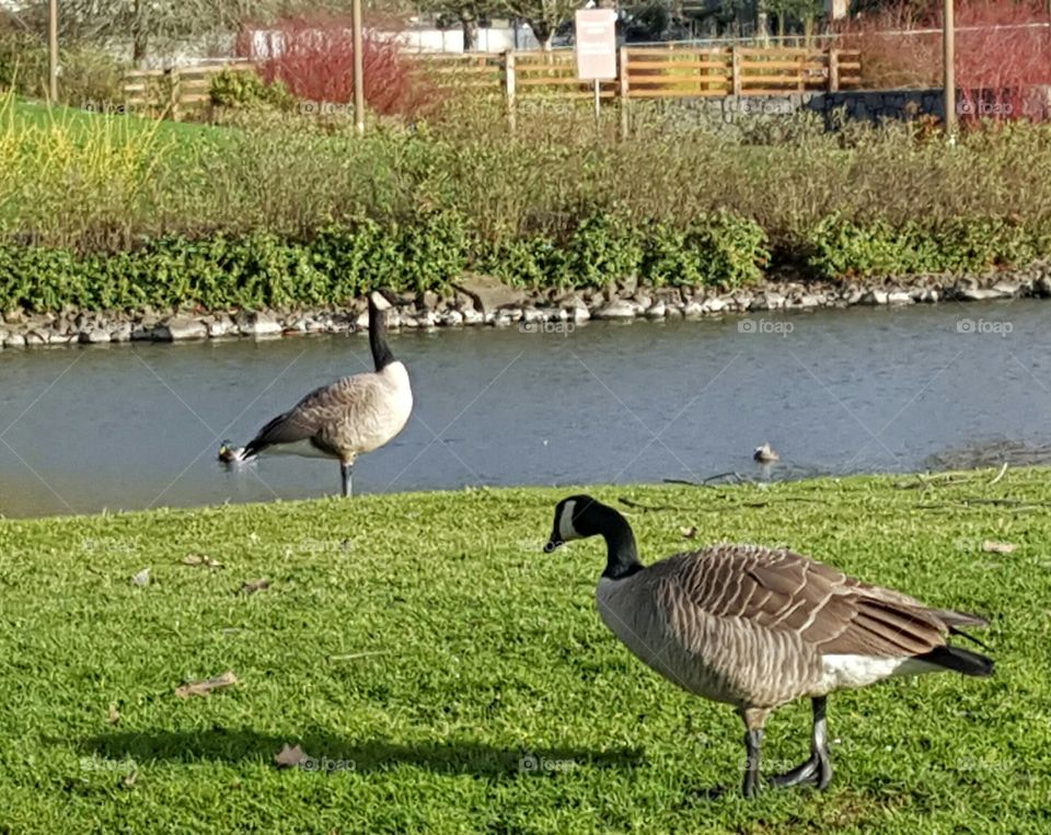 Canada Geese