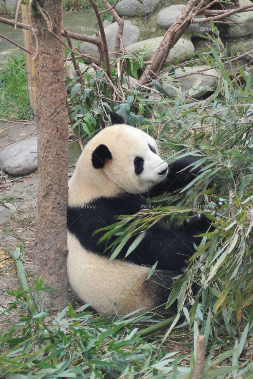 hungry panda. panda reserve in China