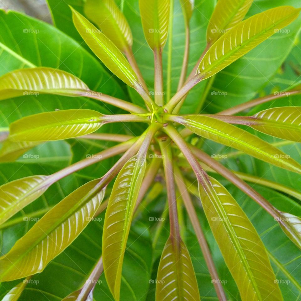 Fresh mango leaves on the garden