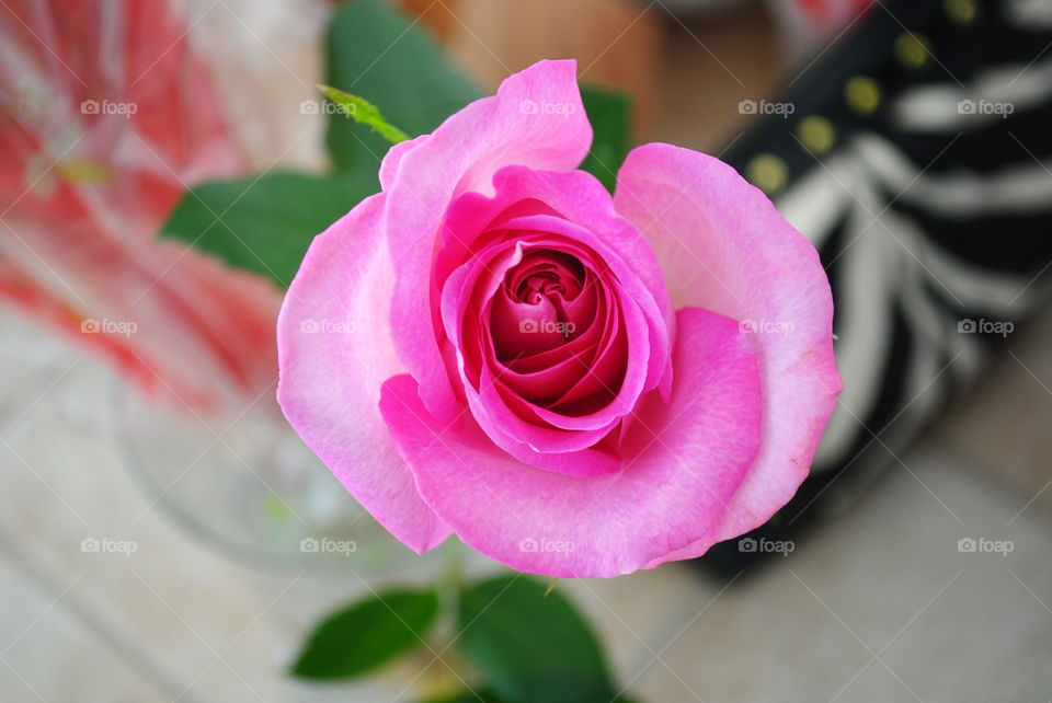 A beautiful pink rose inside a room