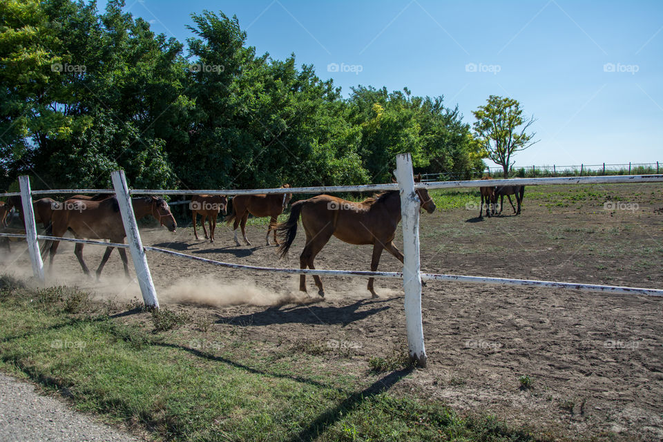 Horse on a farm.Sun and nature