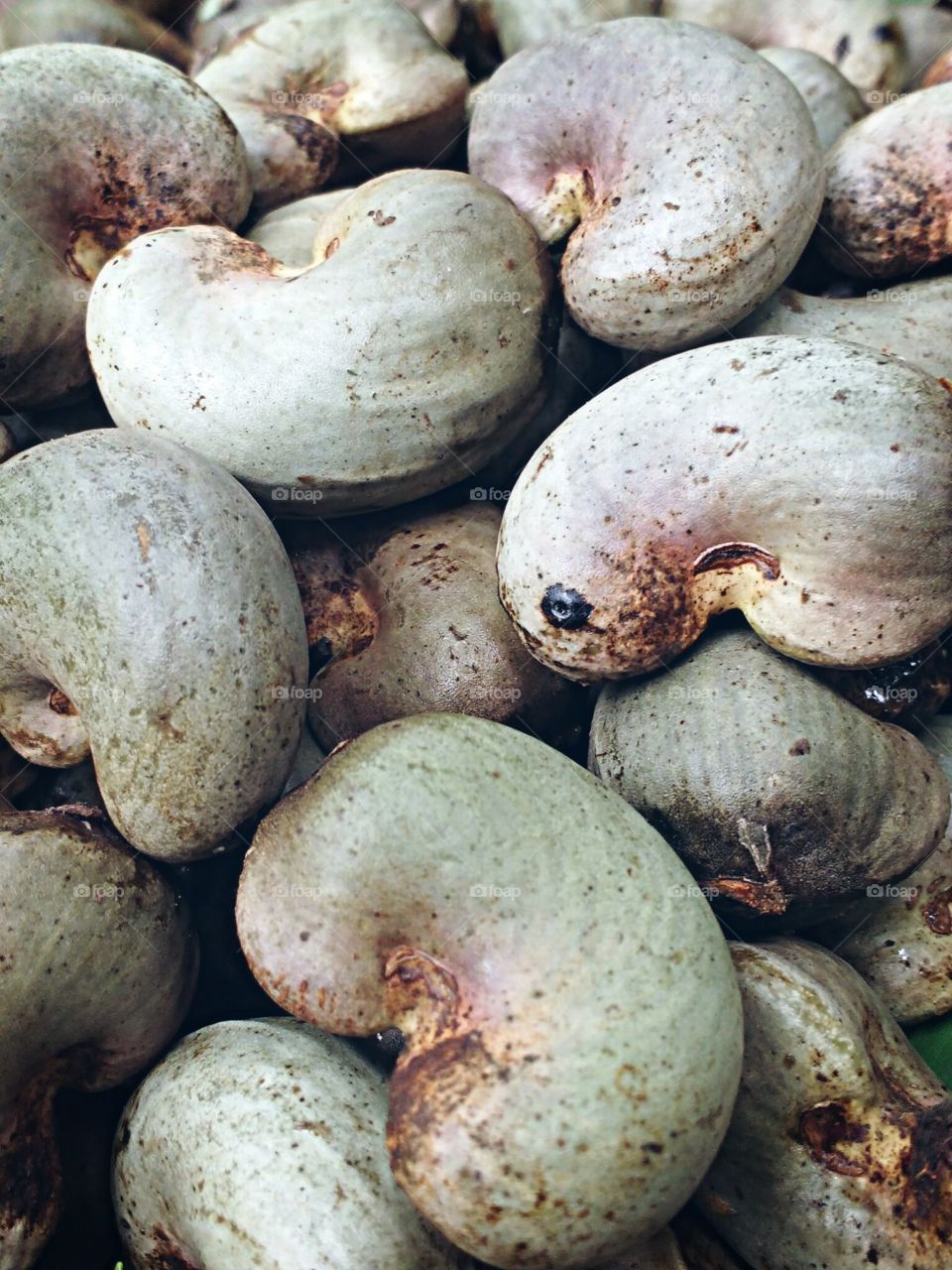 cashew nut