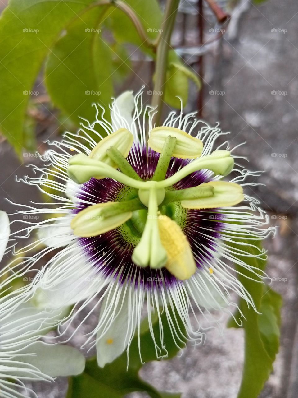 Passion fruit