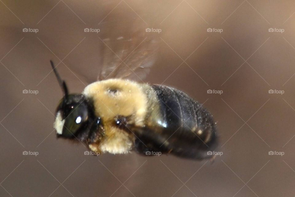 Bee!. Bee in flight