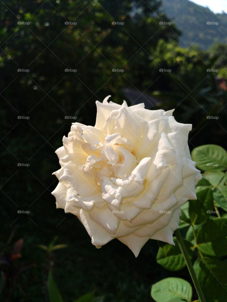 A relationship is like a rose.How long it lasts , no one knows.