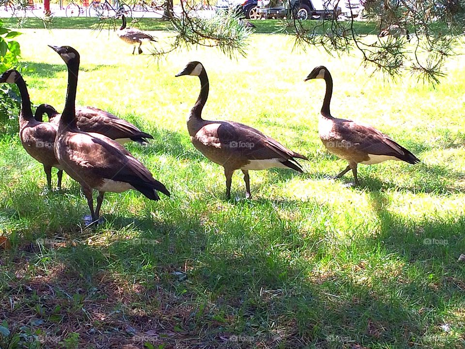 Canada geese 