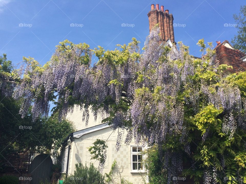 Idyllic wisteria in bloom flowering on period home In English countryside village 