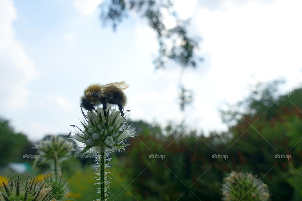 Bees are amongst the most important creatures to humans on Earth.