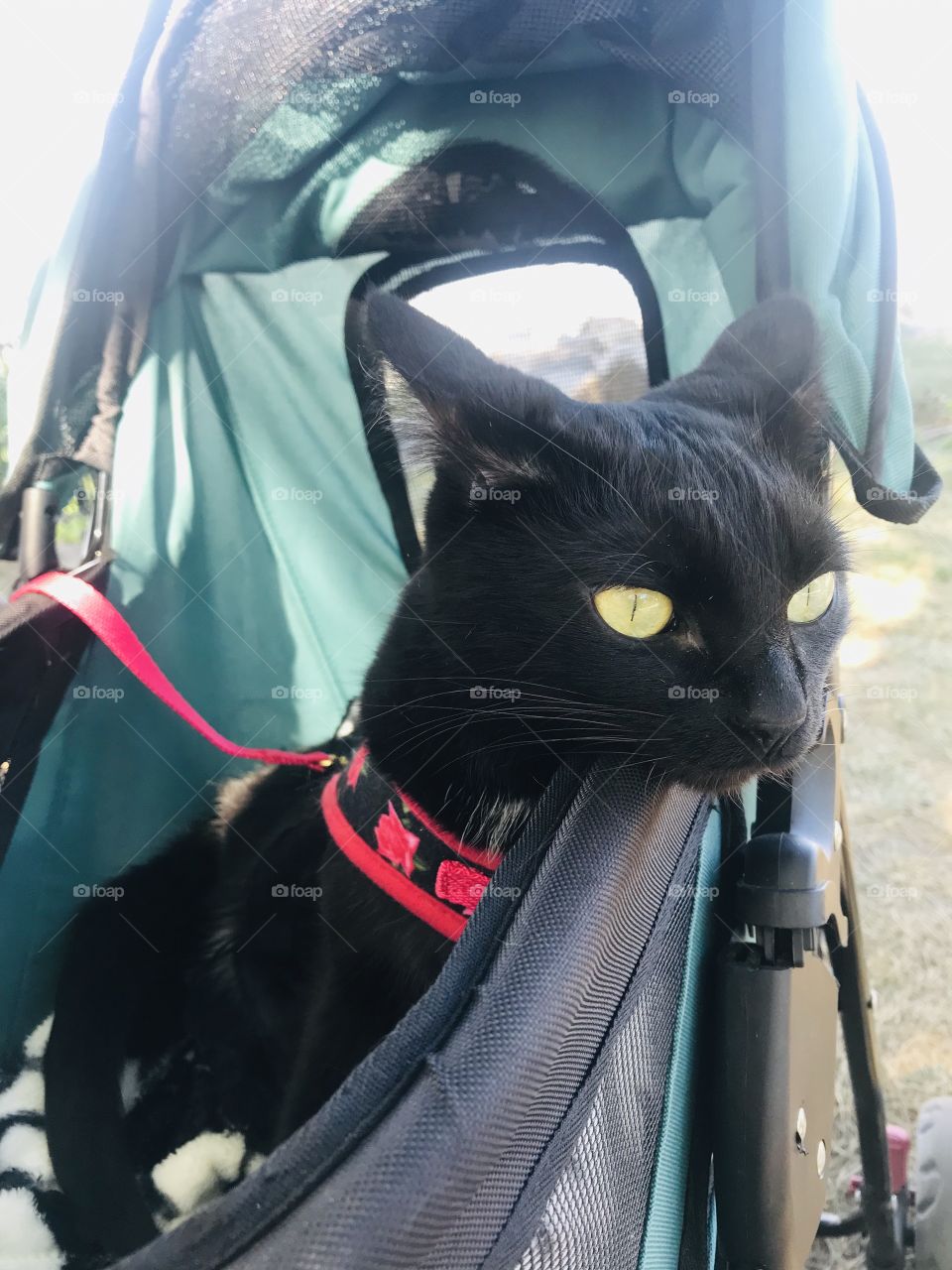 Darling black kitty cat sitting in green stroller enjoying her morning stroller ride. 