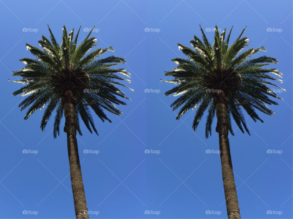 Two Palm trees in front  of a very blue sky