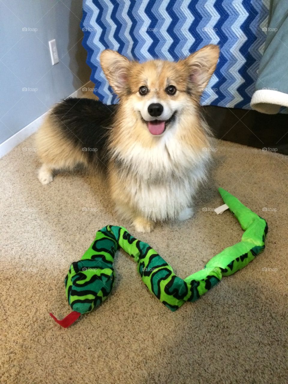 Happy Birthday Teagen corgi. 4 years old