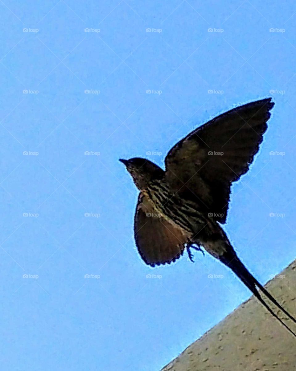 A swallow want to be flying out. it's hard to take a picture because the flying speed of the swallow is very fast. this chance is precious. good things always in a flash.
