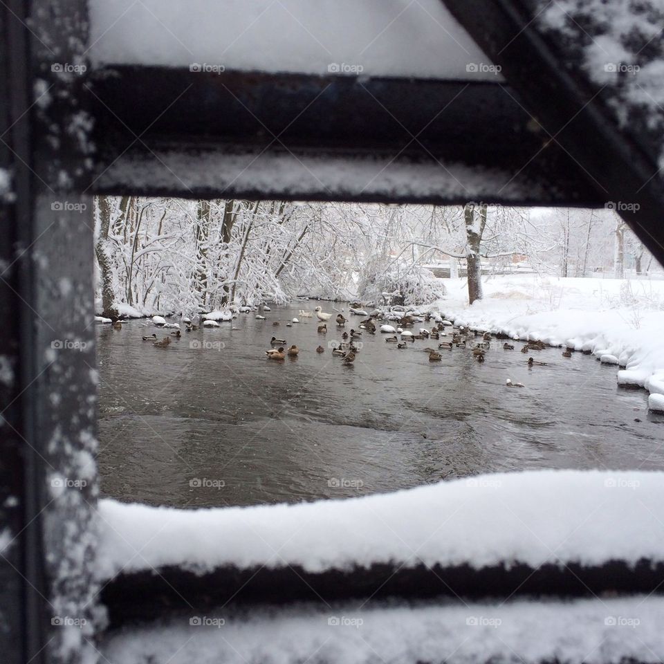 Ducks on the winter pond