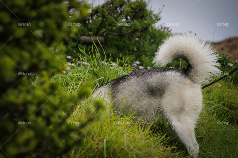 Guess the dog? 🐕😂