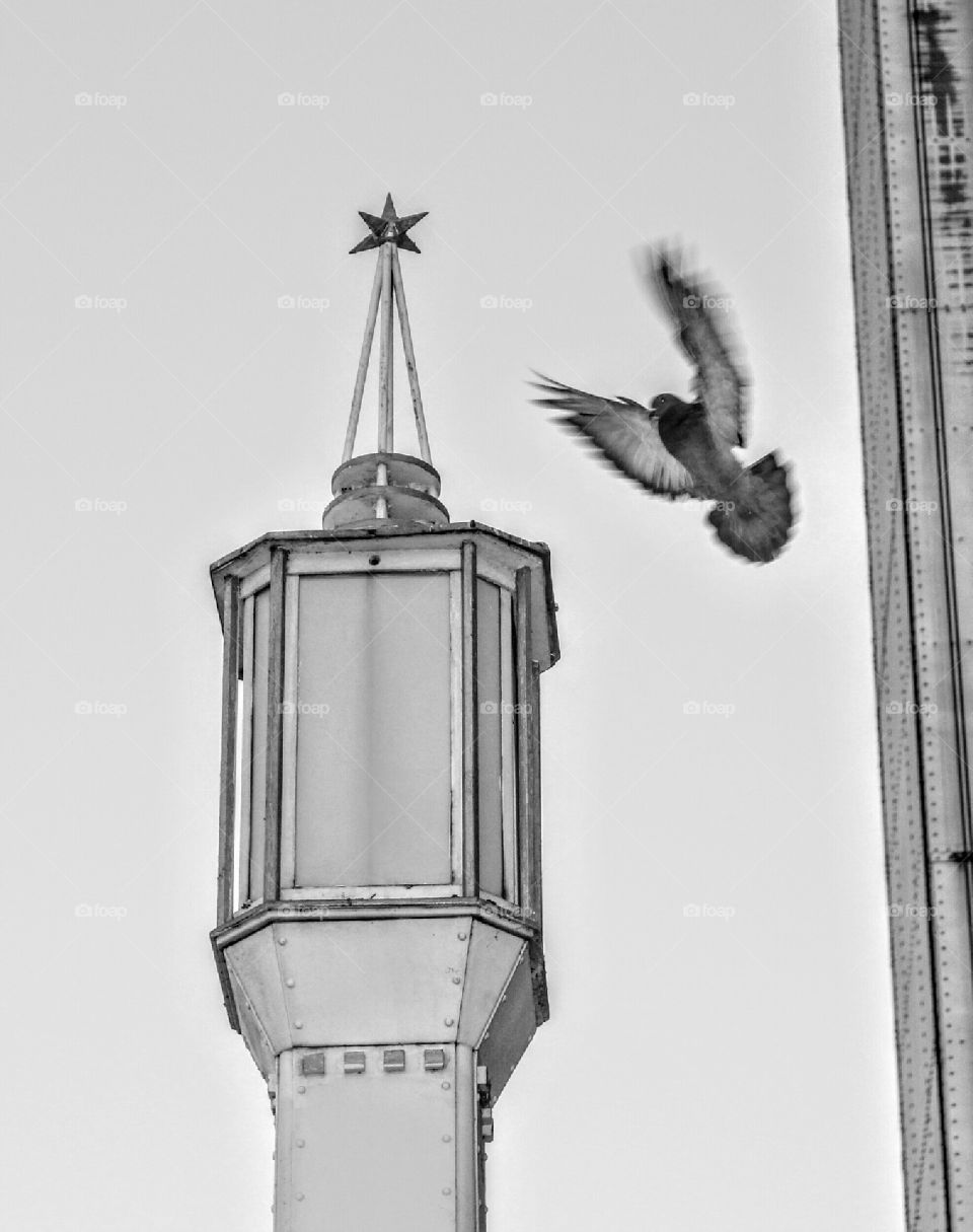 black and white bird lamp post
