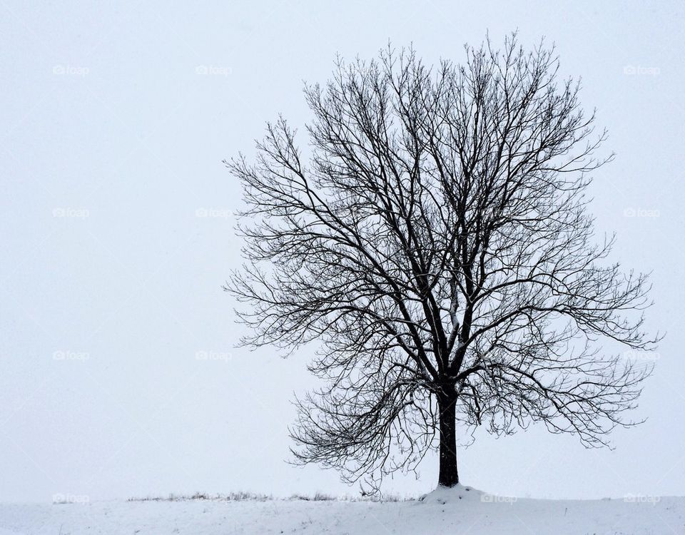 lonely tree