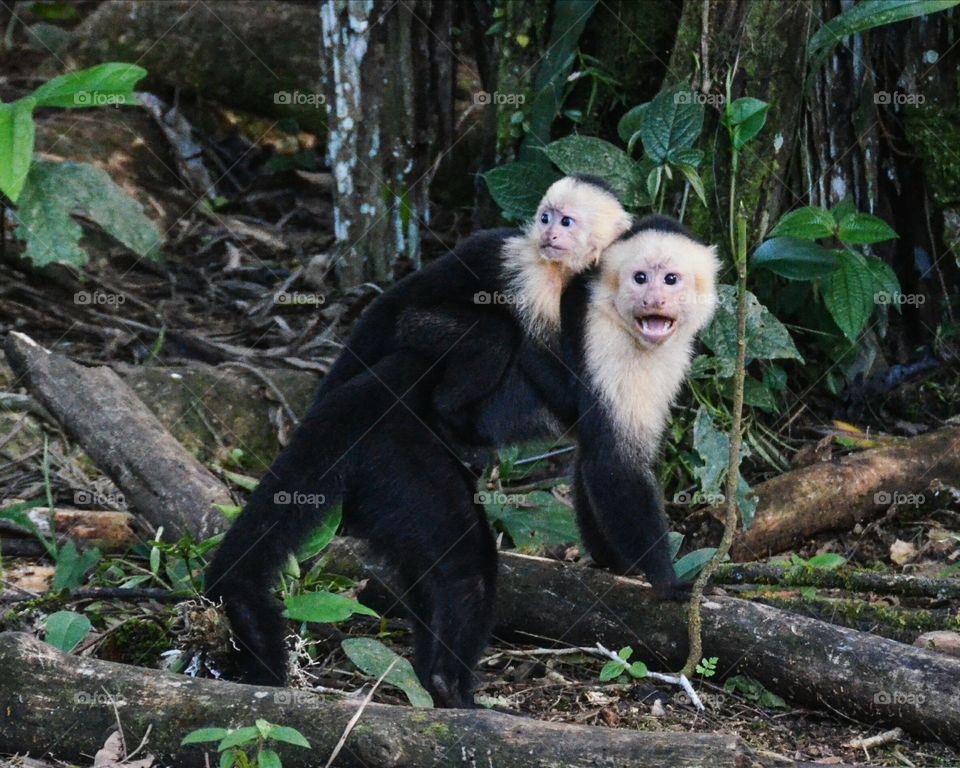 Wild White-faced Monkey and Baby Monkey
