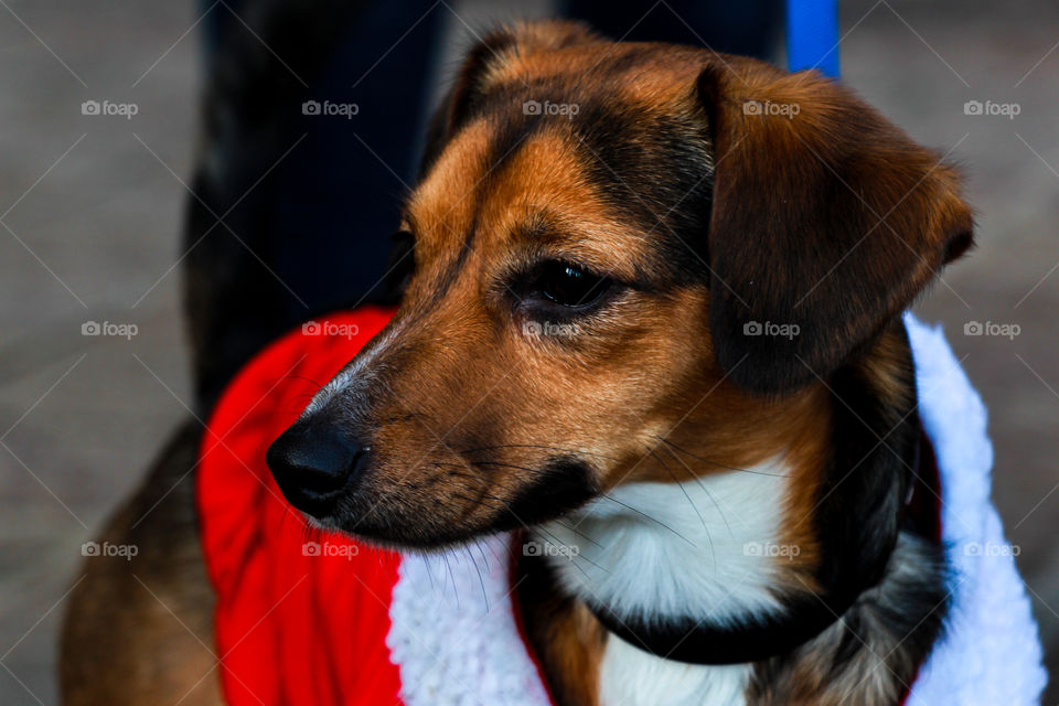 What a nice dog wearing this Christmas shirt