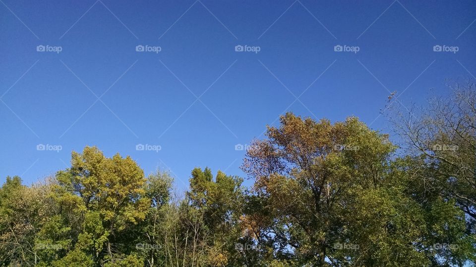 Tree, No Person, Nature, Landscape, Wood