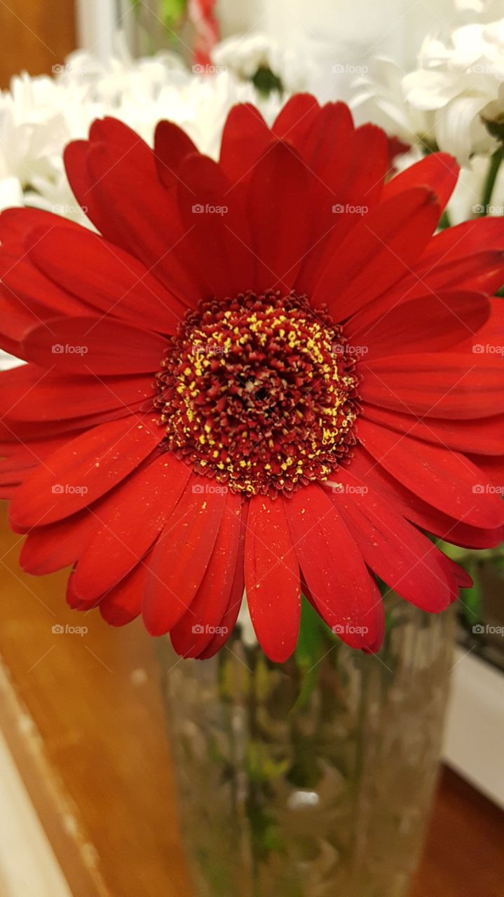 Beautifull Red Flower