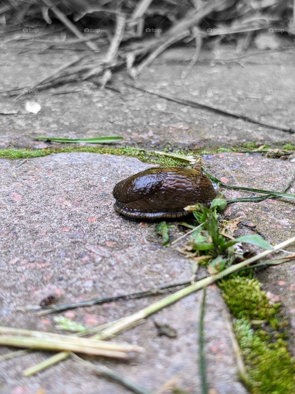 Snail on the road