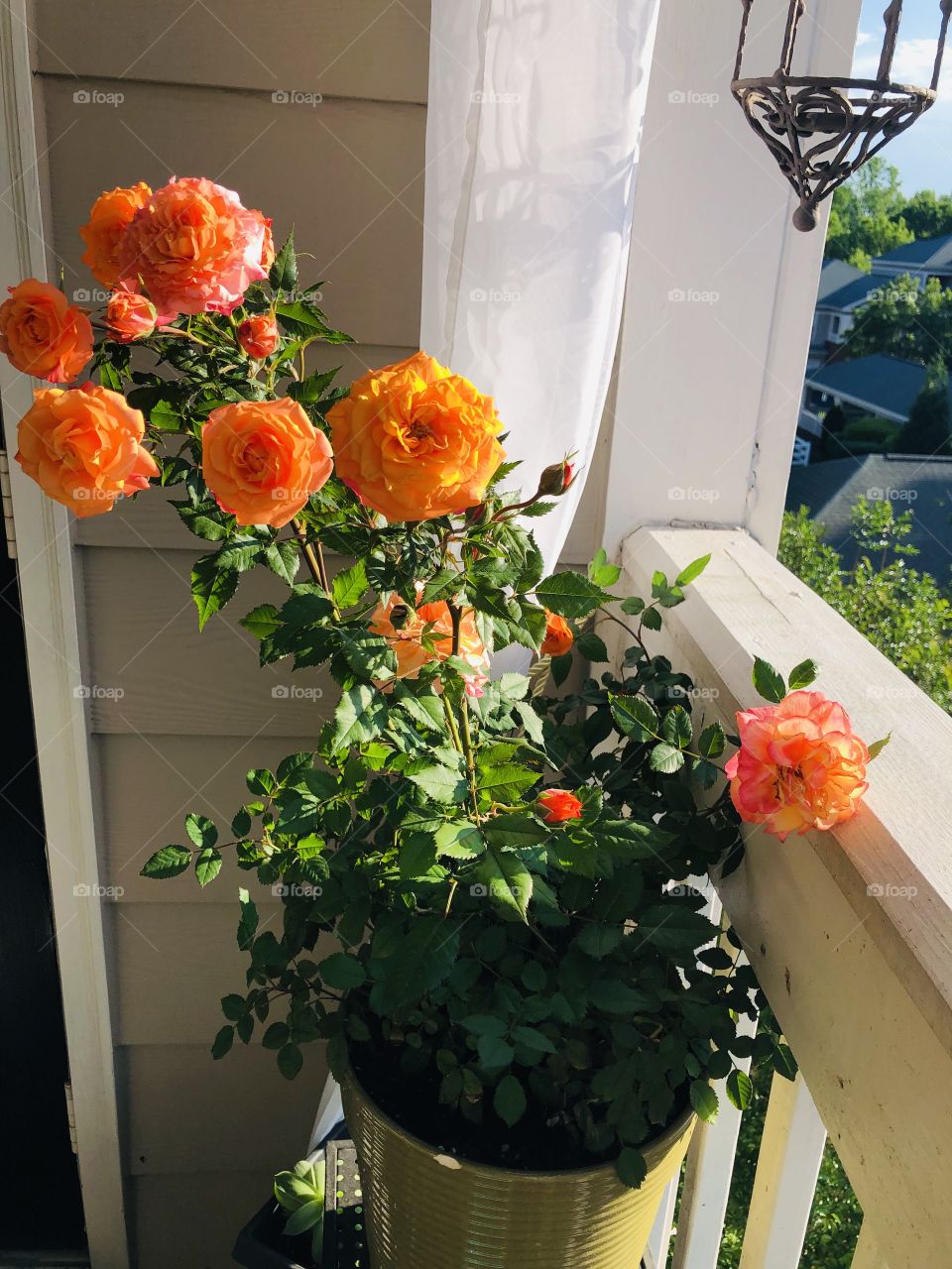 Peach roses 