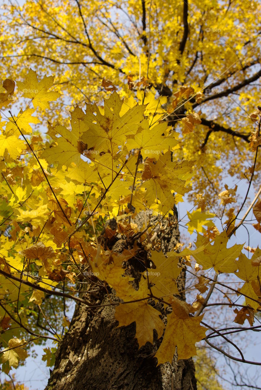 Incredible yellow