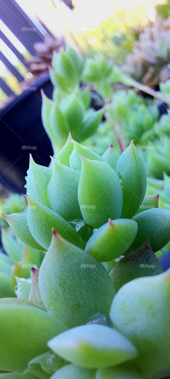 Serenity Unveiled: A Captivating Potted Plant Bringing Tranquility to Life