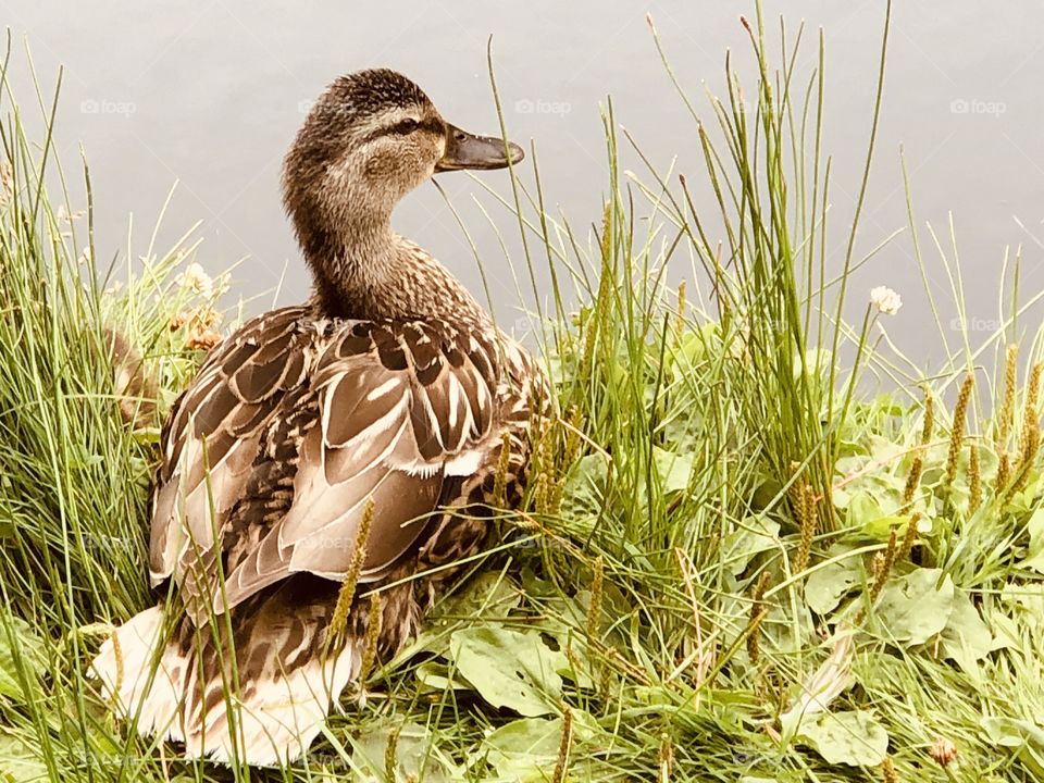 Beautiful Mallard Duck 