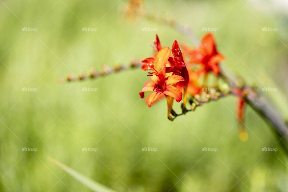 A portrait of a red flower in front of a green bokeh background