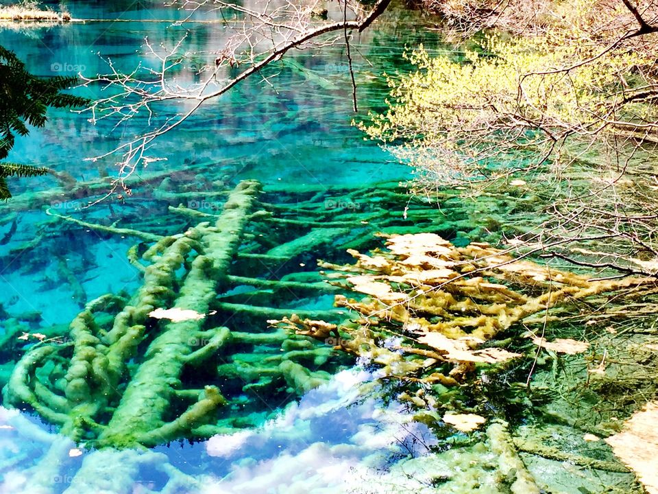 Colorful lake, colorful water, trees, tree branches in water, jiuzhaigou, National Park, Sichuan, China