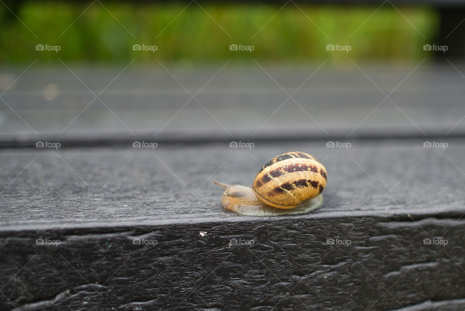 snail